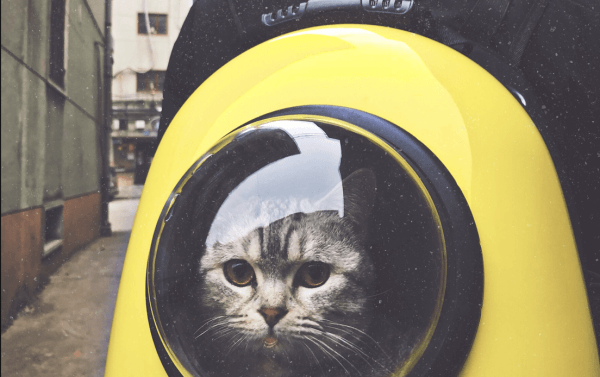 Переноски для кошек