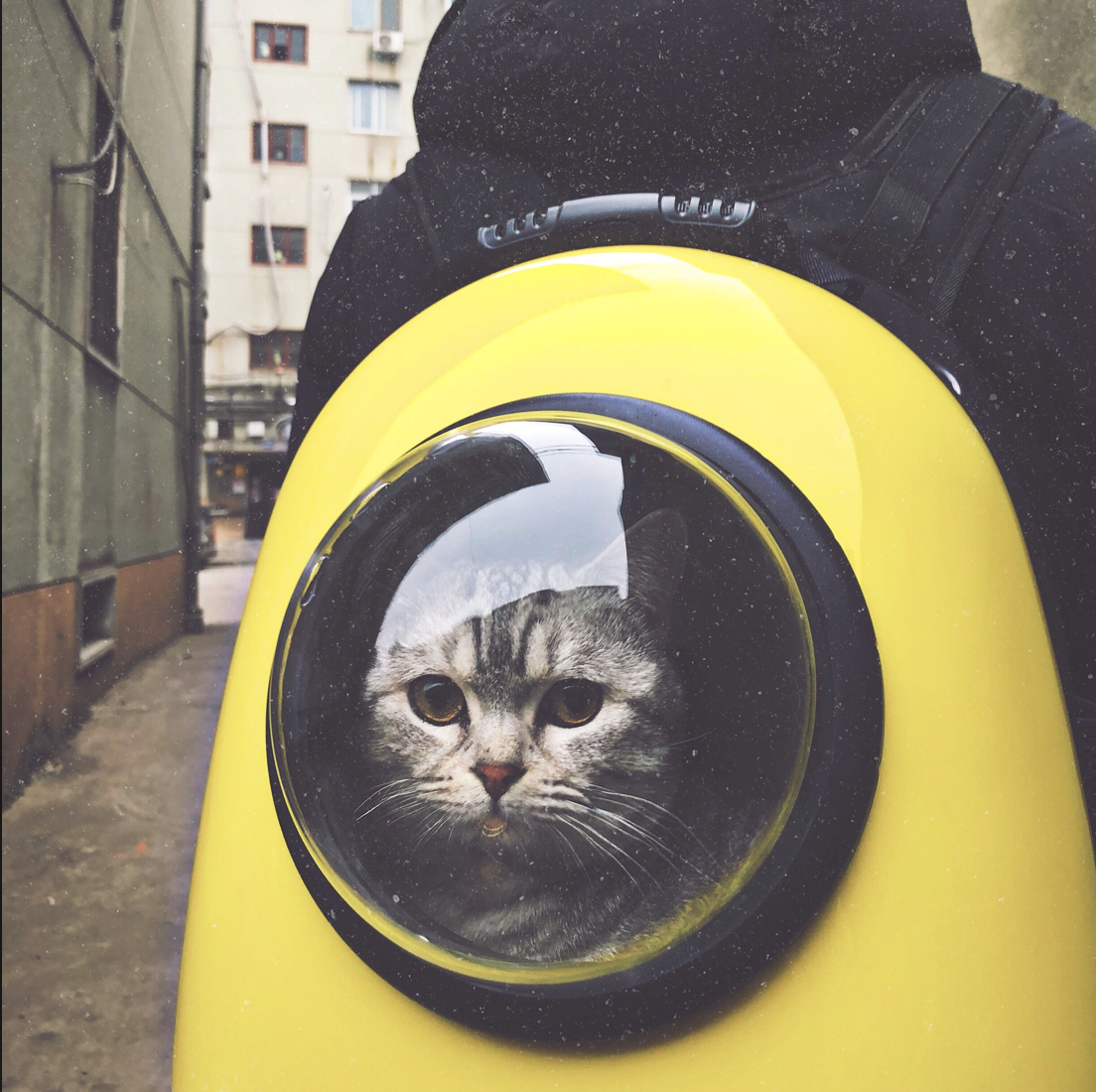 Переноски для кошек